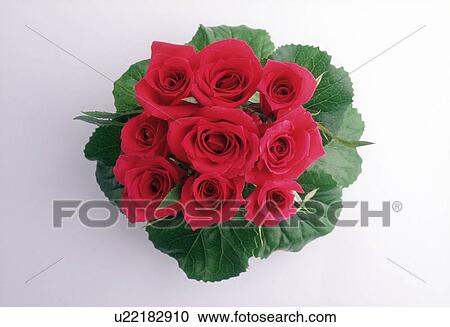 Close-up of beautiful roses. View Large Photo Image Stock Image - Close-up of beautiful roses.. Fotosearch