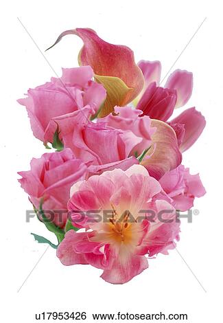 Stock Photograph - Close-up of pink flowers. Fotosearch
