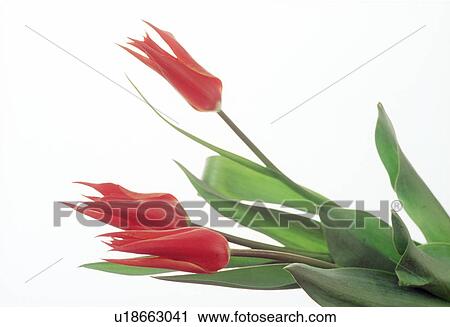 Close-up of red flowers. View Large Photo Image Stock Image - Close-up of red flowers.. Fotosearch