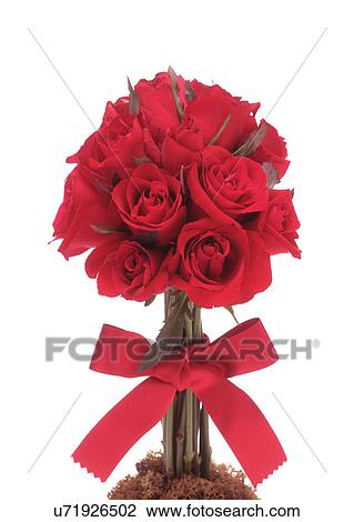 Close-up of red roses tied with ribbon View Large Photo Image Stock Image - Close-up of red roses tied with ribbon. Fotosearch