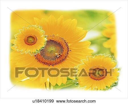 Close-up of sunflowers View Large Photo Image Stock Photo - Close-up of sunflowers. Fotosearch