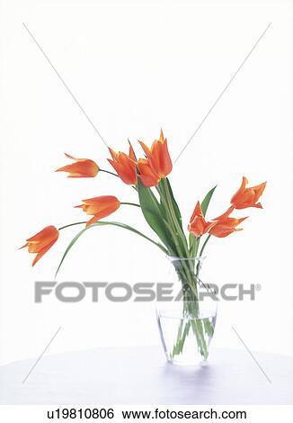 Close-up of tulips in a vase. View Large Photo Image Stock Photograph - Close-up of tulips in a vase.. Fotosearch