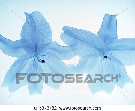 Stock Image - Close-up of two blue flowers.. Fotosearch