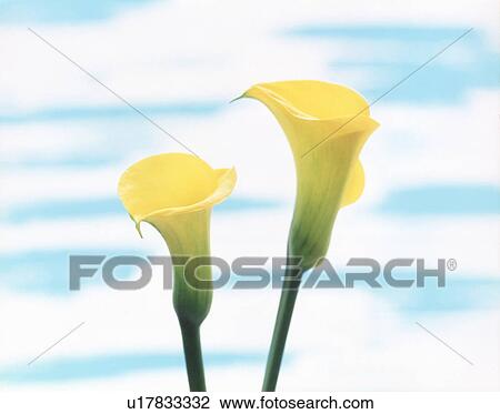 Stock Image - Close-up of two yellow cannas.. Fotosearch