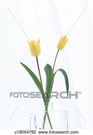 Close-up of yellow flowers in a vase View Large Photo Image Stock Image - Close-up of yellow flowers in a vase. Fotosearch
