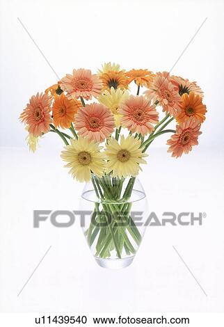 Stock Image - Close-up of zinnias in a vase.. Fotosearch