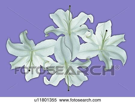 Illustration of white flowers against lavender background View Large Photo Image Stock Photography - Illustration of white flowers against lavender background. Fotosearch