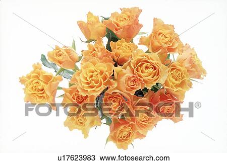 View of a bunch of yellow roses. View Large Photo Image Stock Image - View of a bunch of yellow roses.. Fotosearch