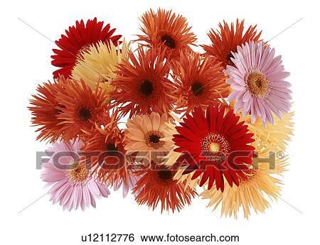 View of beautiful flowers View Large Photo Image Stock Photograph - View of beautiful flowers. Fotosearch