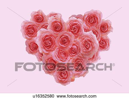 View of pink roses View Large Photo Image Stock Image - View of pink roses. Fotosearch