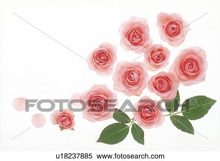 Stock Photography - View of pink roses.. Fotosearch