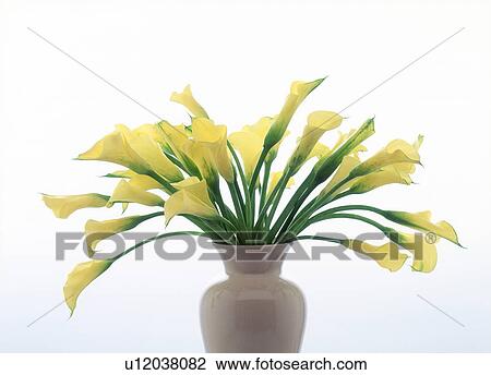 Stock Image - View of yellow cannas in a vase. Fotosearch