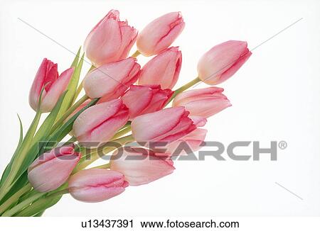 Close-up of a bunch of tulips View Large Photo Image Stock Image - Close-up of a bunch of tulips. Fotosearch