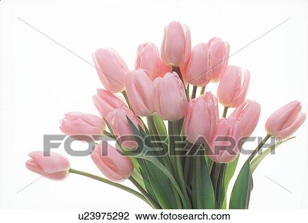 Stock Image - Close-up of a bunch of tulips. Fotosearch