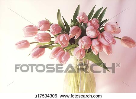 Close-up of a bunch of tulips View Large Photo Image Stock Photograph - Close-up of a bunch of tulips. Fotosearch