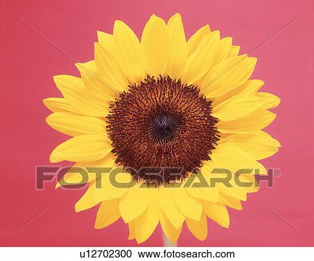 Close-up of a sunflower View Large Photo Image Stock Image - Close-up of a sunflower. Fotosearch