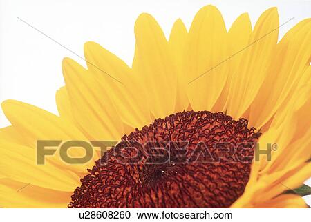 Close-up of a sunflower View Large Photo Image Stock Image - Close-up of a sunflower. Fotosearch