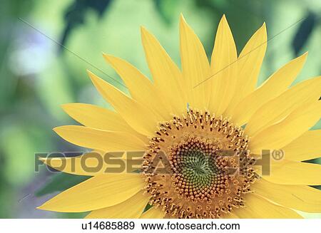 Stock Photo - Close-up of a sunflower. Fotosearch