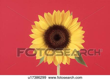 Stock Photo - Close-up of a sunflower. Fotosearch