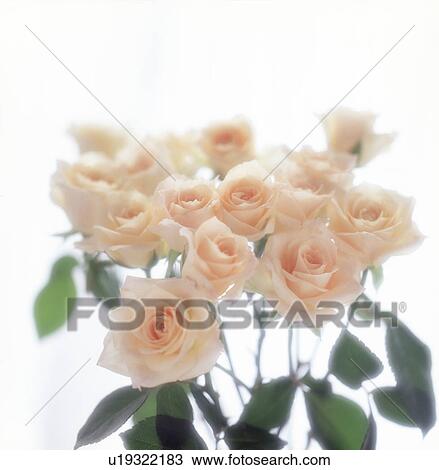 Stock Image - Close-up of beautiful roses.. Fotosearch