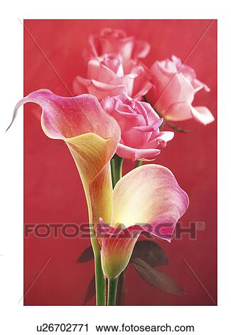 Close-up of cannas and roses View Large Photo Image Stock Image - Close-up of cannas and roses. Fotosearch