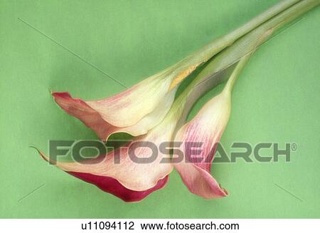 Stock Image - Close-up of cannas. Fotosearch