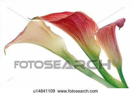Stock Photo - Close-up of cannas. Fotosearch