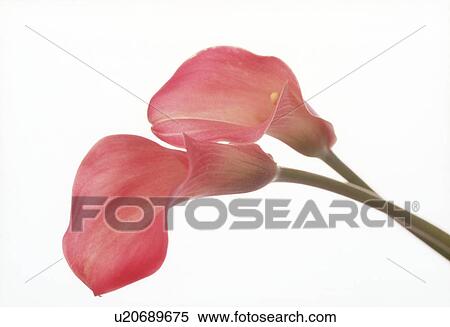 Close-up of cannas. View Large Photo Image Stock Photography - Close-up of cannas.. Fotosearch