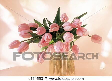 Close-up of pink tulips in a jar View Large Photo Image Stock Photo - Close-up of pink tulips in a jar. Fotosearch