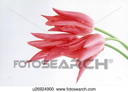 Close-up of red pendulous flowers. View Large Photo Image Stock Image - Close-up of red pendulous flowers.. Fotosearch