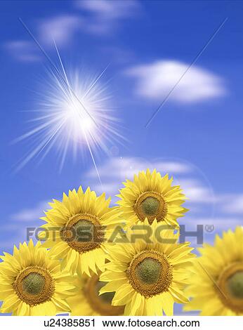 Close-up of sunflowers against sky View Large Photo Image Stock Image - Close-up of sunflowers against sky. Fotosearch