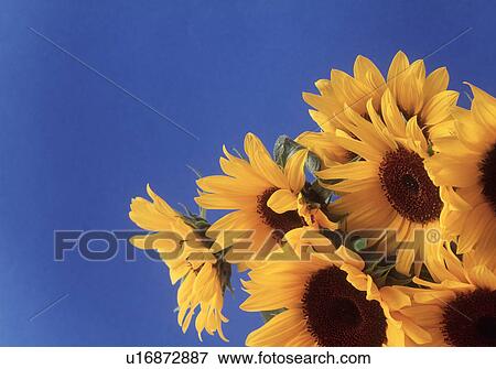 Stock Photo - Close-up of sunflowers against sky. Fotosearch