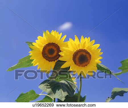 Stock Photo - Close-up of sunflowers against sky. Fotosearch