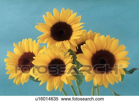 Stock Photography - Close-up of sunflowers. Fotosearch