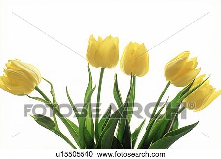 Stock Image - Close-up of tulips.. Fotosearch
