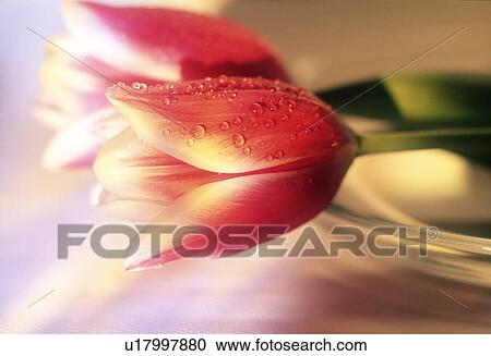 Close-up of tulips. View Large Photo Image Stock Image - Close-up of tulips.. Fotosearch
