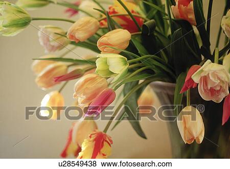 Stock Photo - Close-up of tulips.. Fotosearch