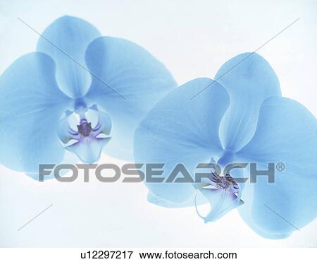 Stock Photo - Close-up of two blue flowers.. Fotosearch