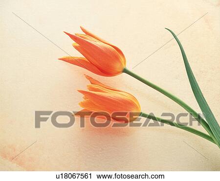 Close-up of two orange tulips View Large Photo Image Stock Image - Close-up of two orange tulips. Fotosearch