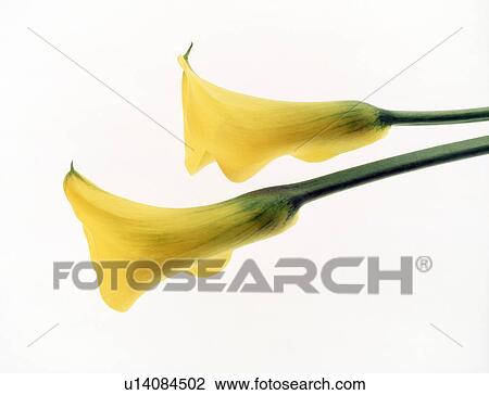 Stock Image - Close-up of two yellow cannas.. Fotosearch
