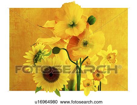 Close-up of yellow flowers View Large Photo Image Stock Image - Close-up of yellow flowers. Fotosearch