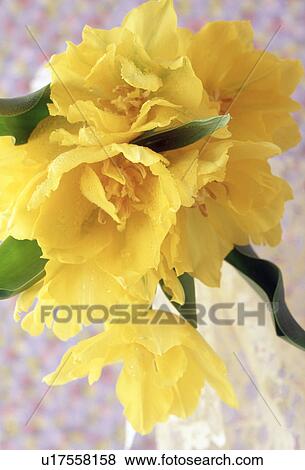 Close-up of yellow flowers. View Large Photo Image Stock Photo - Close-up of yellow flowers.. Fotosearch