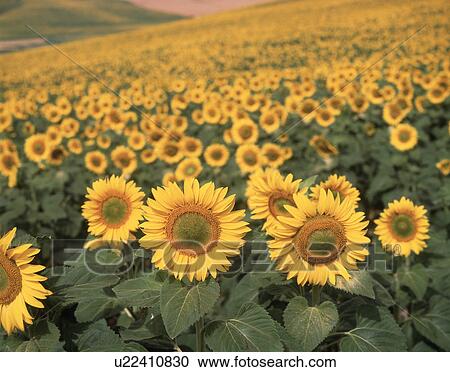 Stock Image - View of a field covered with sunflowers. Fotosearch