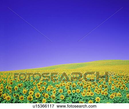 View of a field covered with sunflowers View Large Photo Image Stock Photo - View of a field covered with sunflowers. Fotosearch