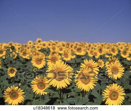 View of a field covered with sunflowers View Large Photo Image Stock Photo - View of a field covered with sunflowers. Fotosearch