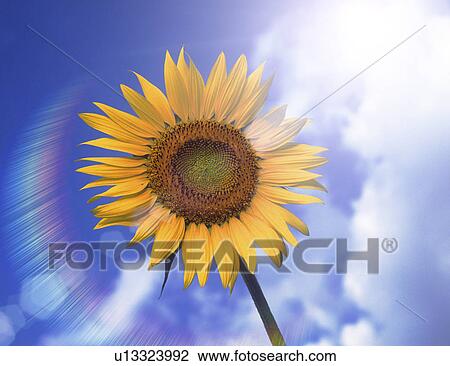 View of a sunflower against sky View Large Photo Image Stock Image - View of a sunflower against sky. Fotosearch