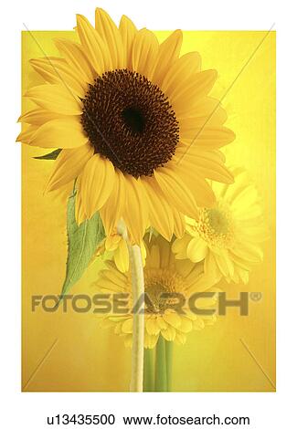 Stock Image - View of sunflowers. Fotosearch