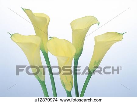 Picture - View of yellow cannas. Fotosearch