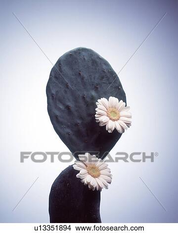 クローズアップ の 白い花 上に A サボテンプラント ピクチャー U Fotosearch