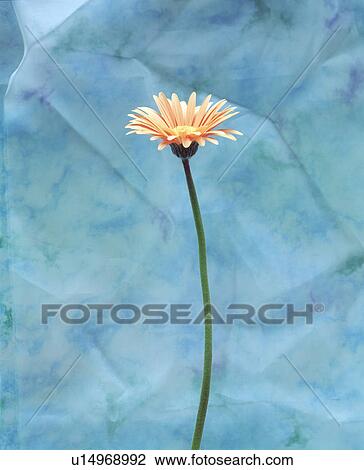 Stock Image - Close-up of a beautiful flower. Fotosearch